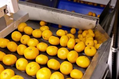 Citrus Packing Lines
