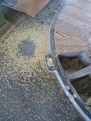 Oatmeal processing plant 1 t/h