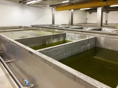 Kalt/GEA Westfalia 24 TPD complete cheese plant.