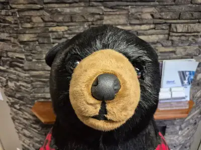 6'-3" Black Bear Display