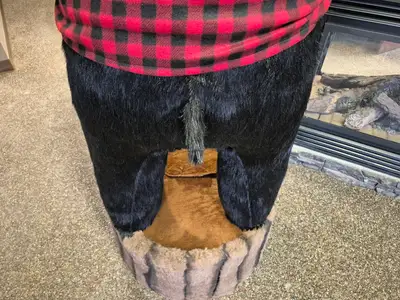 6'-3" Black Bear Display
