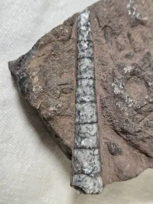 Fossilized Orthoceras (?) Specimen in Rock Matrix