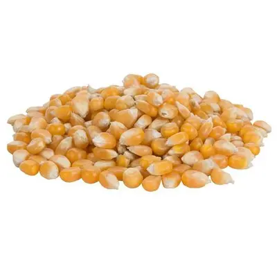 Reist Popcorn 50 lb. Bulk Bag of Hi Pop Medium Butterfly Popcorn Kernels