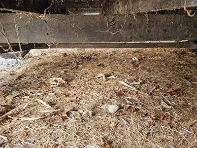 BALE WAGONS Bale Wagons | Iron Listing (6)