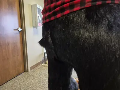 6'-3" Black Bear Display