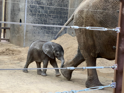 CINCINNATI BICKFORD 24 Heavy Duty & Sensitive Single Spindle Drills | Developer Test Account (2)