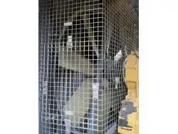 Used 2011 ATLAS COPCO XRVS1300 CD7 Air Compressors, Portable Pennsylvania US | Iron Exchange Equipment Solutions #1353920