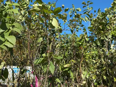 Used _UNKNOWN_ _UNKNOWN_ Farm Supplies Michigan US | Miedema Asset Management Group #1476009