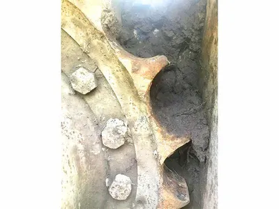 2011 CATERPILLAR 511 FELLER BUNCHER | Iron Listing (4)