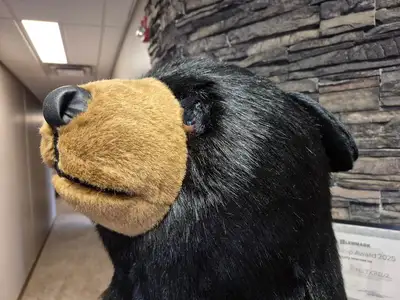 6'-3" Black Bear Display