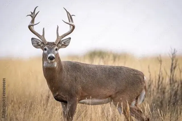 Used TROPHY WHITETAIL DEER SEMEN STRAW DOUBLE JACK Livestock Equipment & Supplies Michigan US | Miedema Asset Management Group #1294899