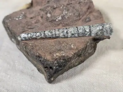 Fossilized Orthoceras (?) Specimen in Rock Matrix