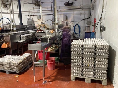 Used _UNKNOWN_ _UNKNOWN_ Egg Systems Georgia US | Snap Equipment #1546472
