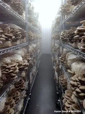Used Semi-Automated Mushroom Substrate Processing System for Sale