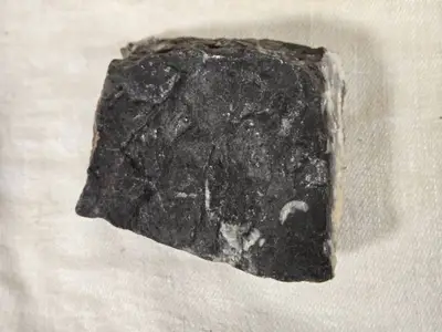 Fossilized Orthoceras (?) Specimen in Rock Matrix