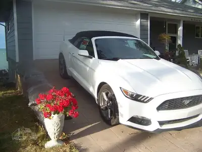 Used FORD MUSTANG Cars Michigan US | NAS Sales #1557820