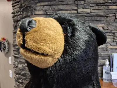 6'-3" Black Bear Display