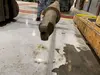 102" x 3" Boring Bar - Brand Unknown thumbnail
