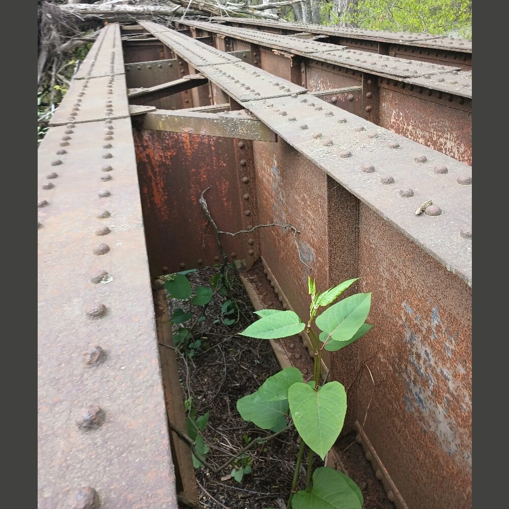 1000ft Linear Railway Bridge Beams
