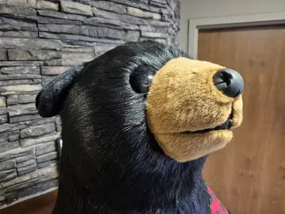 6'-3" Black Bear Display