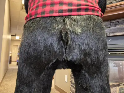6'-3" Black Bear Display