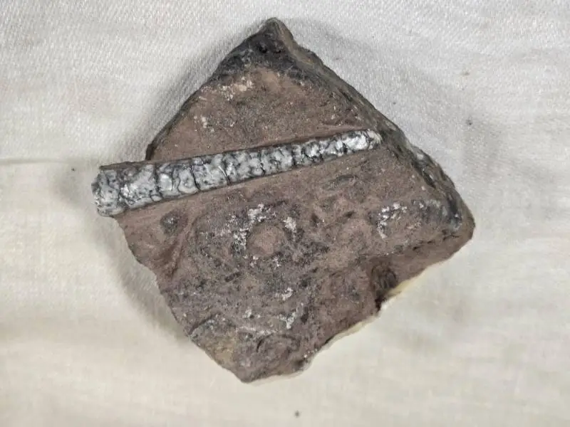 Fossilized Orthoceras (?) Specimen in Rock Matrix