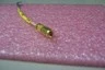NEW Coaxial Cable SMA(F)/4