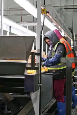 Citrus Packing Lines