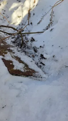 INTERNATIONAL 720 Plows | Iron Listing (16)