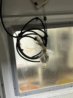 2006 HAAS EC-1600-4AX MACHINING CENTERS,HORIZ,N/C & CNC(Incl.Pallet Changers) | Machinery Resources International (11)