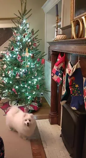 Used COCO WAITING FOR SANTA -  BUY NOW! _UNKNOWN_ Candy Formers | Save on Equipment #420645