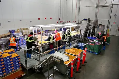Citrus Packing Lines