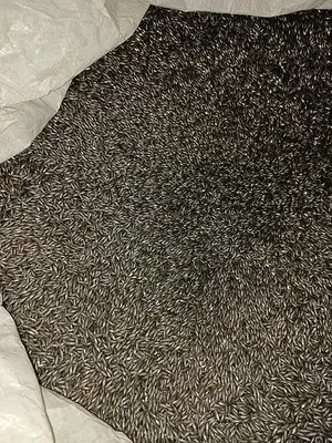 Lighty Used Carbon Steel 3/32″ x 3/8″ Taper Pins