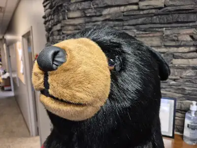 6'-3" Black Bear Display