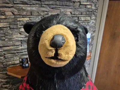 6'-3" Black Bear Display