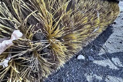Used 2004 CATERPILLAR BA25 BROOM Power Brooms New Jersey US | Proxy Equipment #1425959