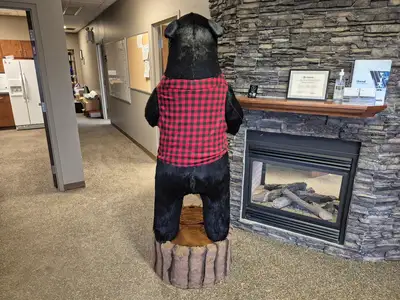 6'-3" Black Bear Display