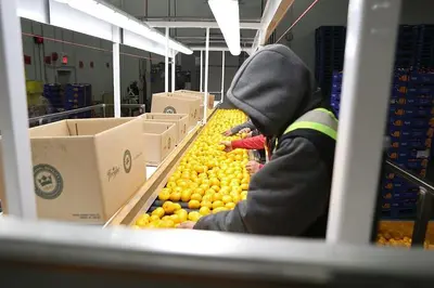 Citrus Packing Lines