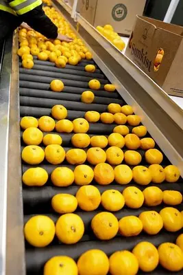 Citrus Packing Lines