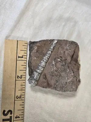 Fossilized Orthoceras (?) Specimen in Rock Matrix