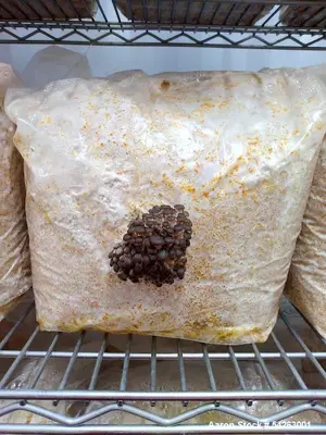 Used Semi-Automated Mushroom Substrate Processing System for Sale