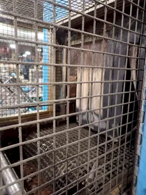 24" x 24" RANSOHOFF 3-STAGE STEEL MESH CONVEYOR PASS THROUGH PARTS WASHER: YOBRO #24301